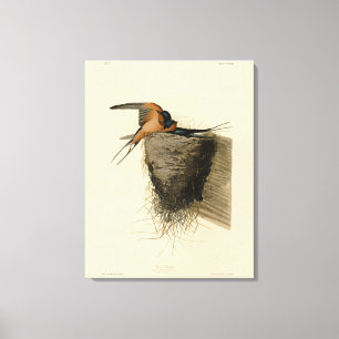 Barn Swallow von Audubons Vögeln in Amerika Leinwanddruck