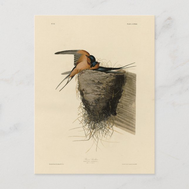 Barn Swallow von Audubons Vögeln in Amerika Postkarte (Vorderseite)
