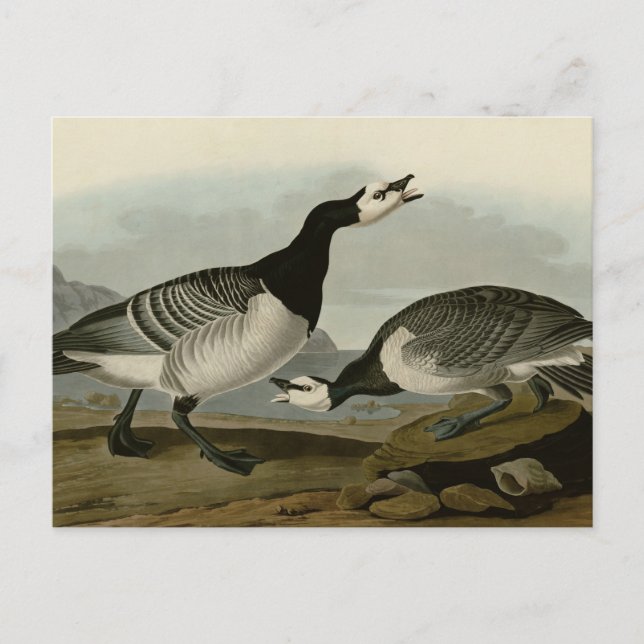 Barnacle Goose Postkarte (Vorderseite)