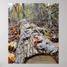 Barnacle Tree Log Poster