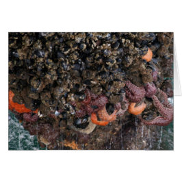 Barnacles et étoiles de mer