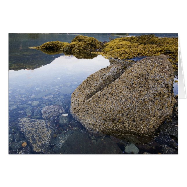 Barnacles et Sky, Funter Bay, Alaska (Devant horizontal)