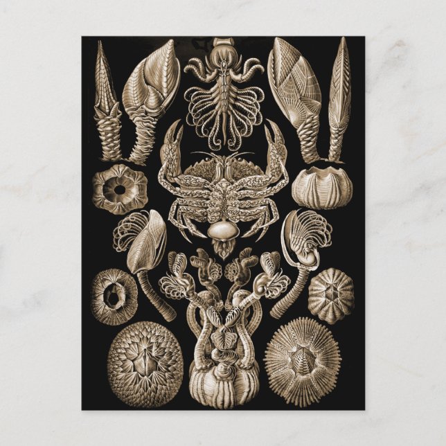 Barnacles Postkarte (Vorderseite)