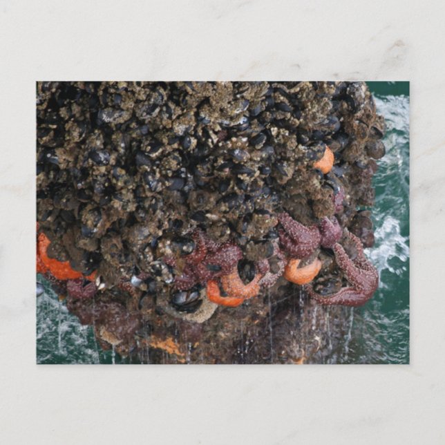 Barnacles und Seesterne Postkarte (Vorderseite)