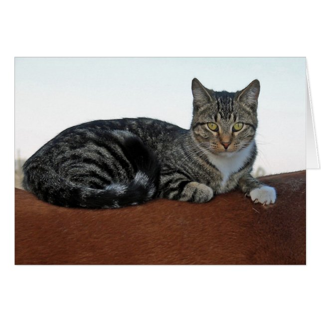 Barne Chat sur cheval (Devant horizontal)