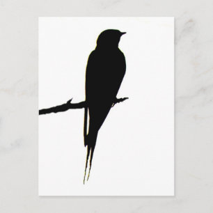 Barne Swallow carte postale mâle