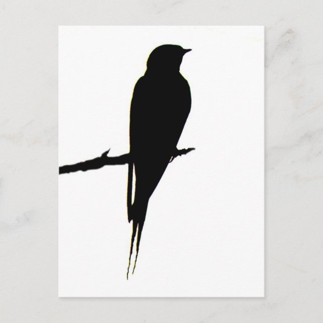 Barne Swallow carte postale mâle (Devant)