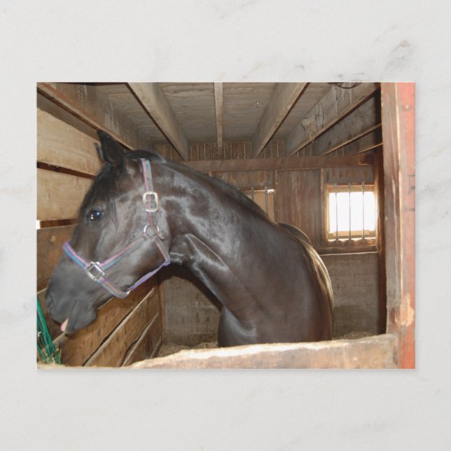 BarnHorse Fun Postkarte (Vorderseite)