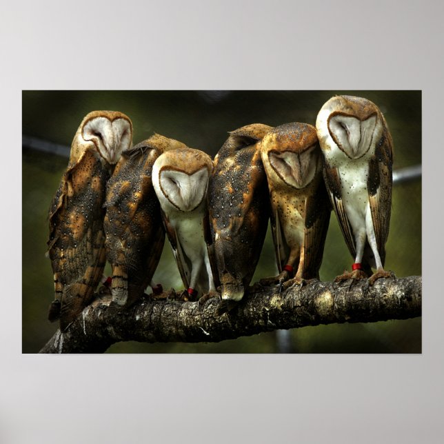 Barnowls Poster (Vorne)