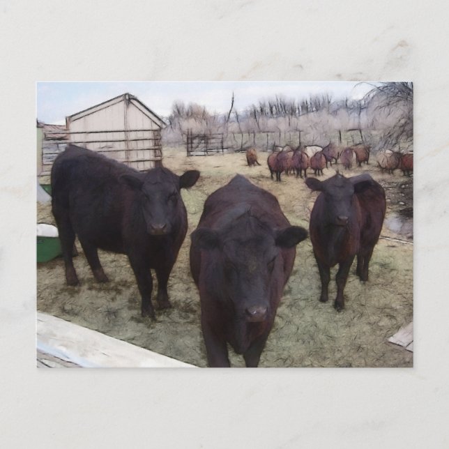 Barnyard Cattle Postkarte (Vorderseite)