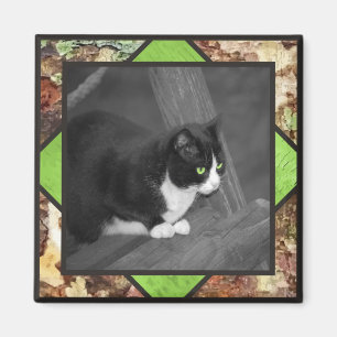 Barnyard-Katzen-Magnet Magnet