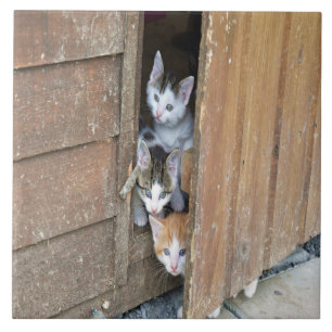 Barnyard Kittens Fliese