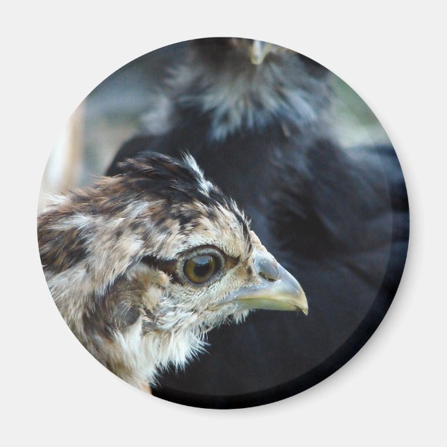 Barnyard Mixed Chicks Magnet (Vorne)