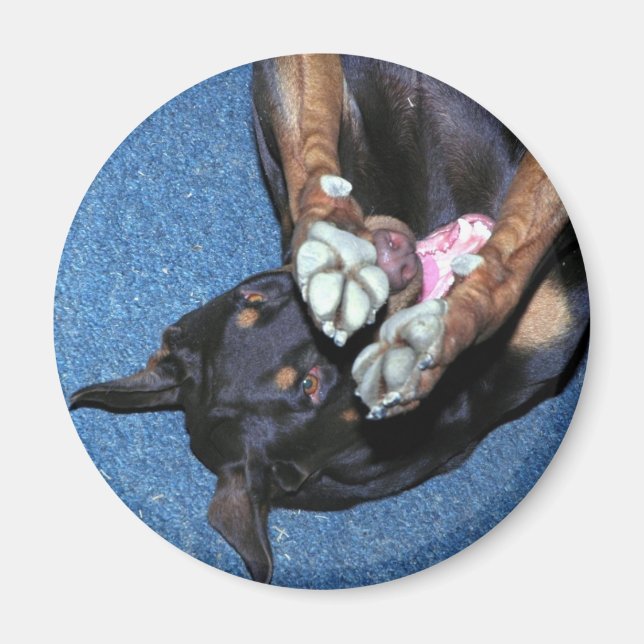 Baron " I'm Shy" Magnet (Vorne)