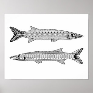 Barracuda Fisch Erwachsenenfarbposter Poster