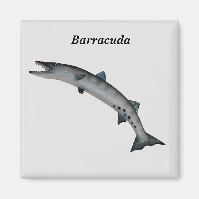 Barracuda Game Fish Magnet (Vorne)