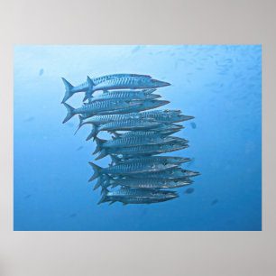 Barracuda Poster