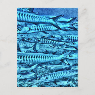 Barracuda Postkarte