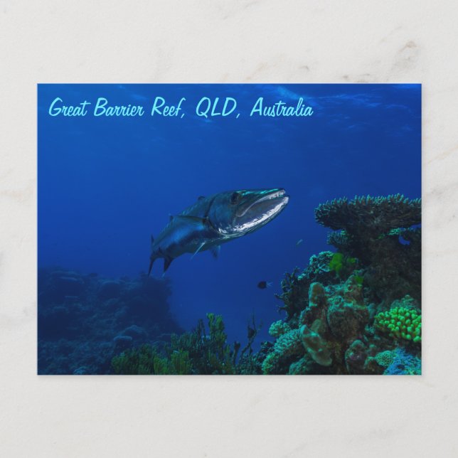 Barracuda sur la carte postale de la Grande Barriè (Devant)