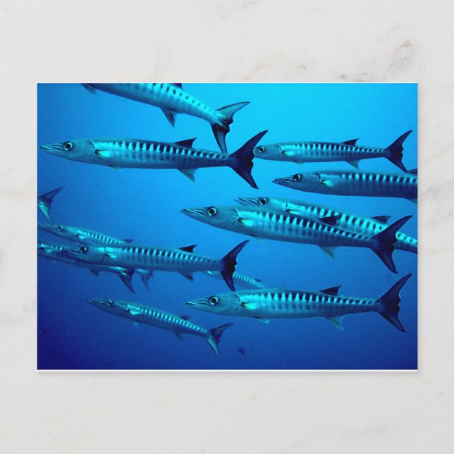 Barracuda Tauchen Tiefseewasser tropische Welle Postkarte (Vorderseite)