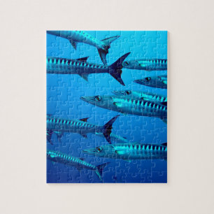 Barrakuda-Tiefseetaucher-Ozean-Wasser-tropische-We