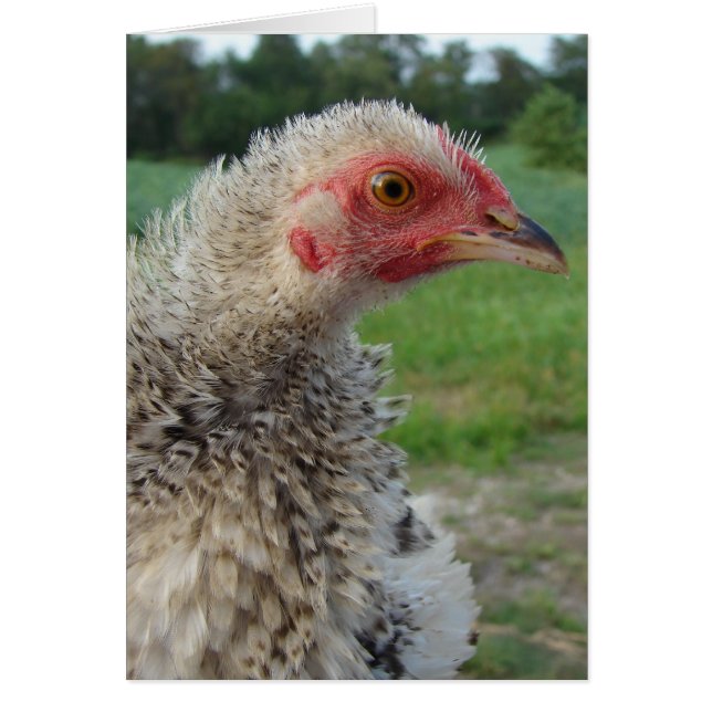 Barred Frizzle Chicken (Vorne)