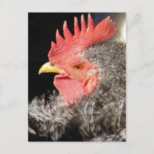 Barred Frizzle Rooster Postkarte