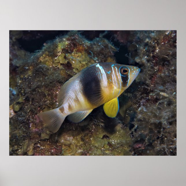 Barred Hamlet Poster (Vorne)