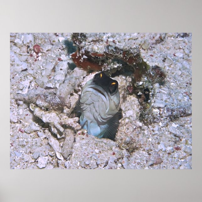 Barred Jawfish Poster (Vorne)