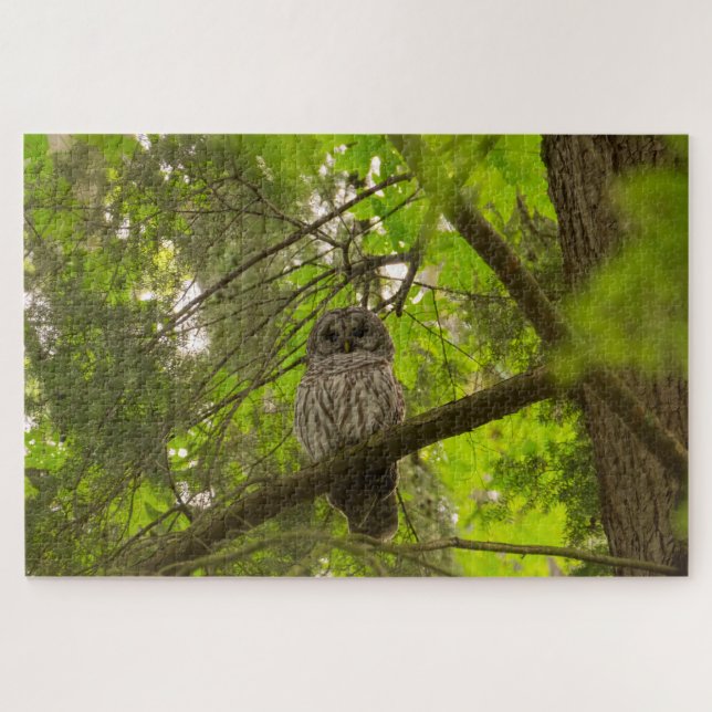 Barred Owl (Horizontal)