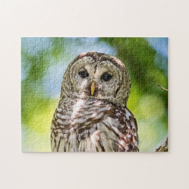 Barred Owl (Horizontal)