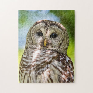 Barred Owl