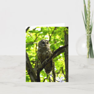 Barred Owl #2 - Blank Note Card Karte