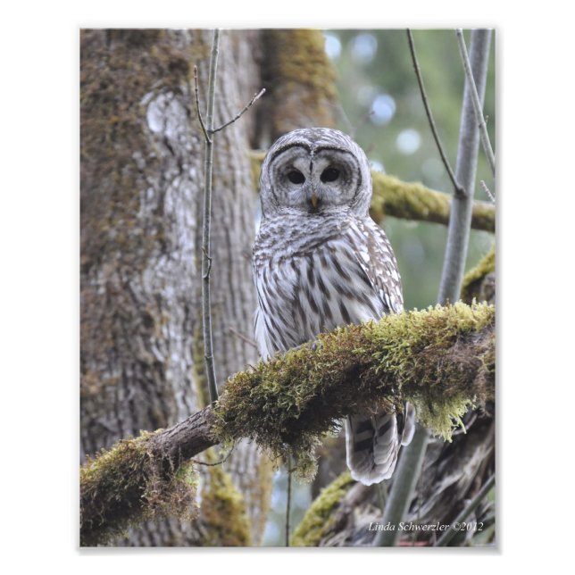 Barred Owl auf einem Mossy-Baum Fotodruck (Vorne)