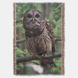 Barred Owl Decke