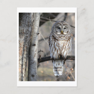 Barred Owl Foto Postkarte