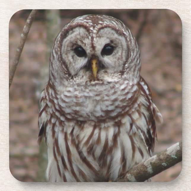 Barred Owl Getränkeuntersetzer (Vorderseite)