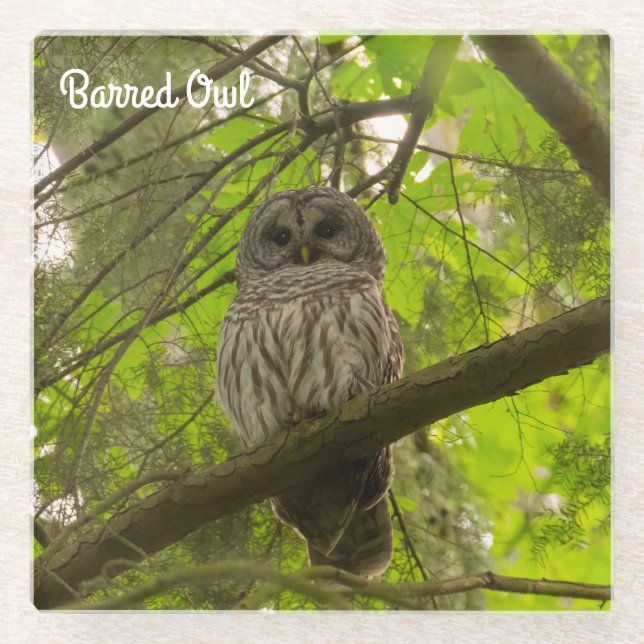 Barred Owl Glasuntersetzer (Vorderseite)
