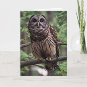 Barred Owl Grußkarte Karte