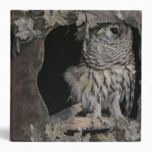 Barred Owl - Hier sieht man dich an!