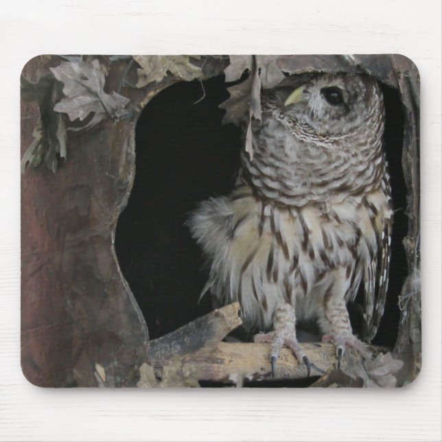 Barred Owl - Hier sieht man dich an! Mousepad (Vorne)