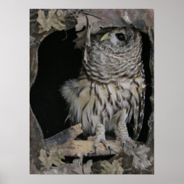 Barred Owl - Hier sieht man dich an Poster