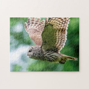 Barred Owl im Flug
