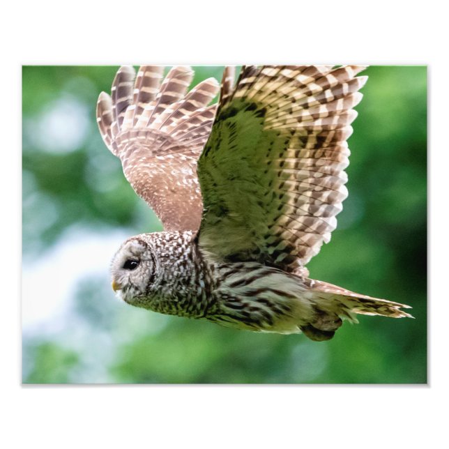 Barred Owl im Flug Fotodruck (Vorne)