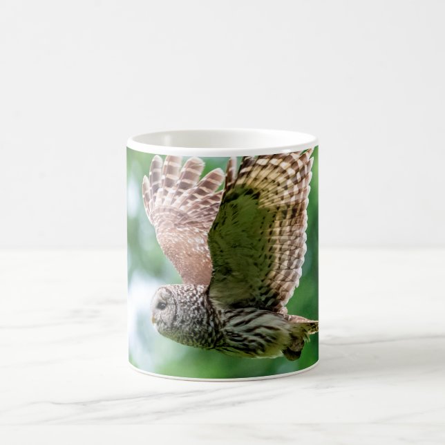 Barred Owl im Flug Kaffeetasse (Mittel)