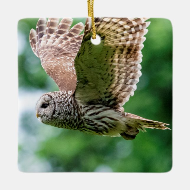Barred Owl im Flug Keramikornament (Vorderseite)