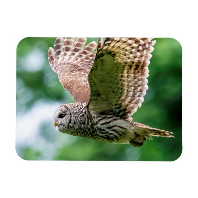 Barred Owl im Flug Magnet (Horizontal)