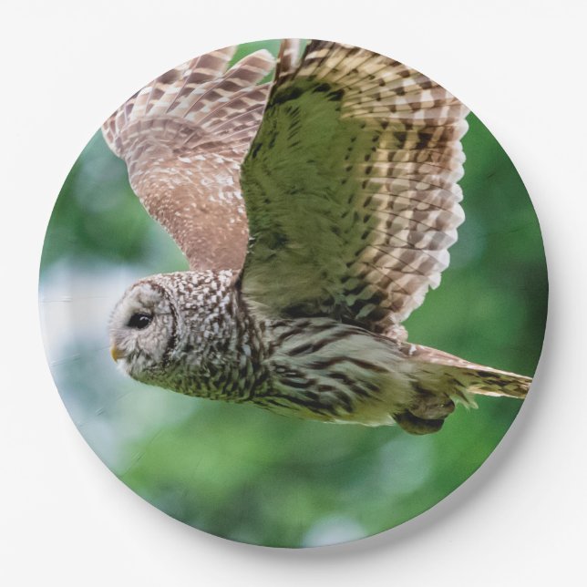 Barred Owl im Flug Pappteller (Vorderseite)