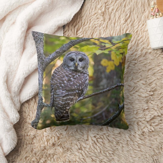 Barred Owl im Herbst | Alterer Landkreis, MI Kissen (Decke)