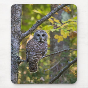 Barred Owl im Herbst Alterer Landkreis, MI Mousepad